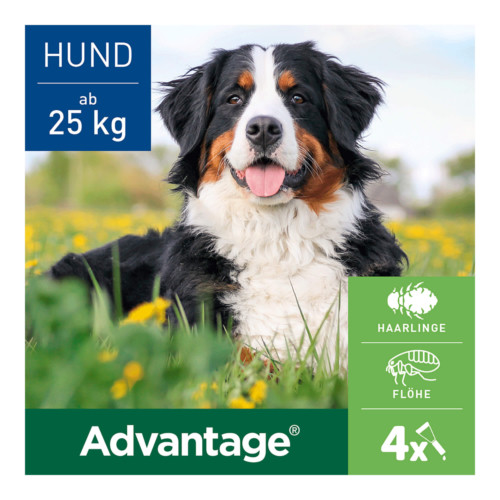 Advantage 400 Hund
