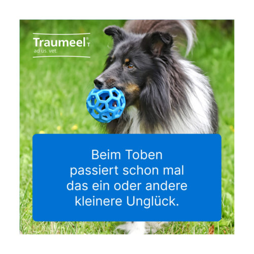 Traumeel T ad us. vet. Tabletten
