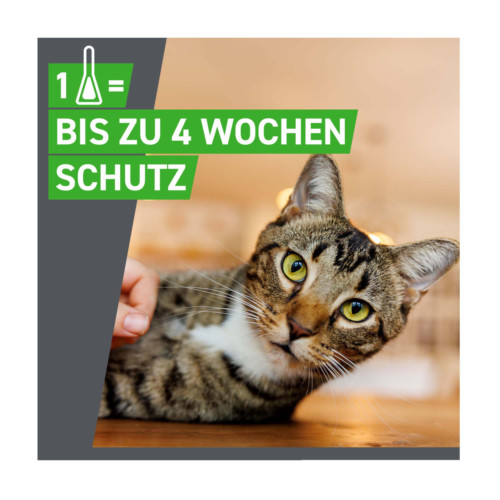 Frontline Combo Spot on Katze