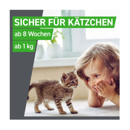 Frontline Combo Spot on Katze